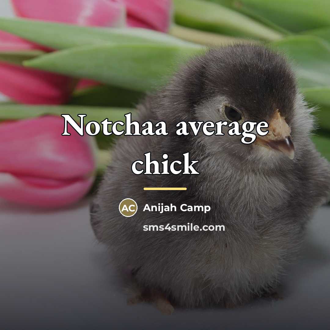 “Notchaa average chick…” quote by Anijah Camp
