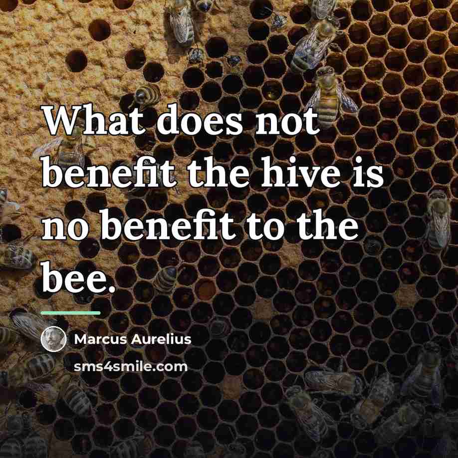 “What does not benefit the hive is no benefit to…” quote by Marcus Aurelius