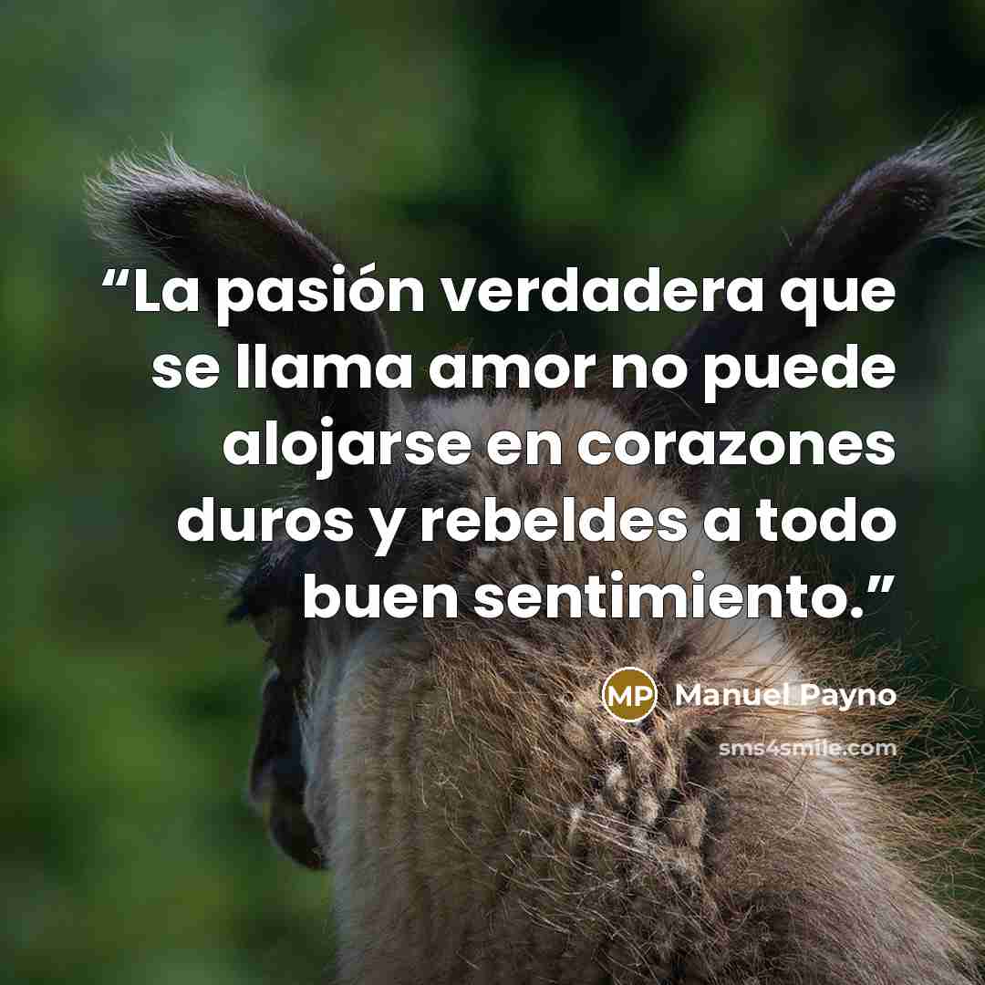 “La pasión verdadera que se llama amor no puede alojarse en corazones duros y rebeldes a todo buen sentimiento.” quote by Manuel Payno