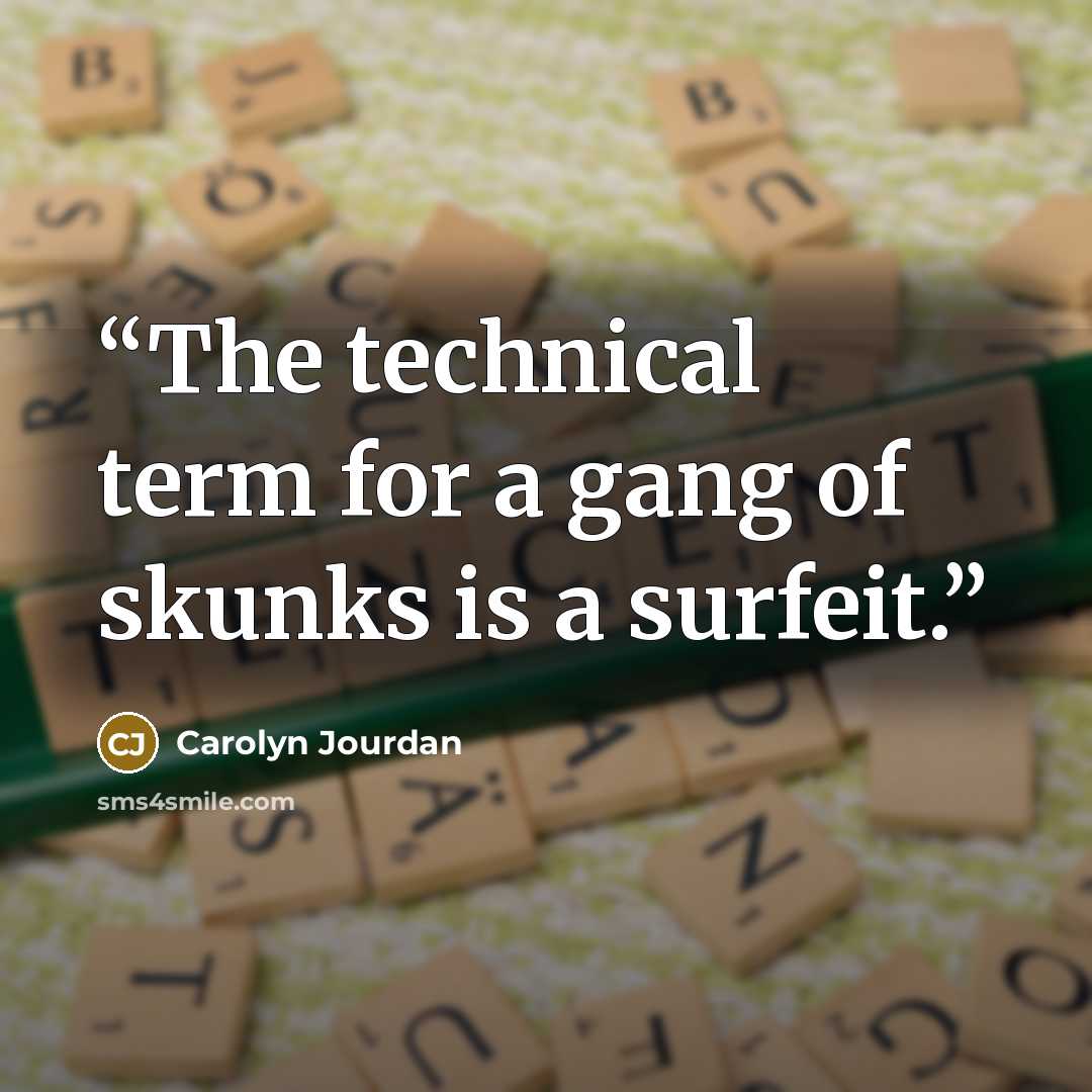 “The technical term for a gang of skunks is a surfeit.” quote by Carolyn Jourdan