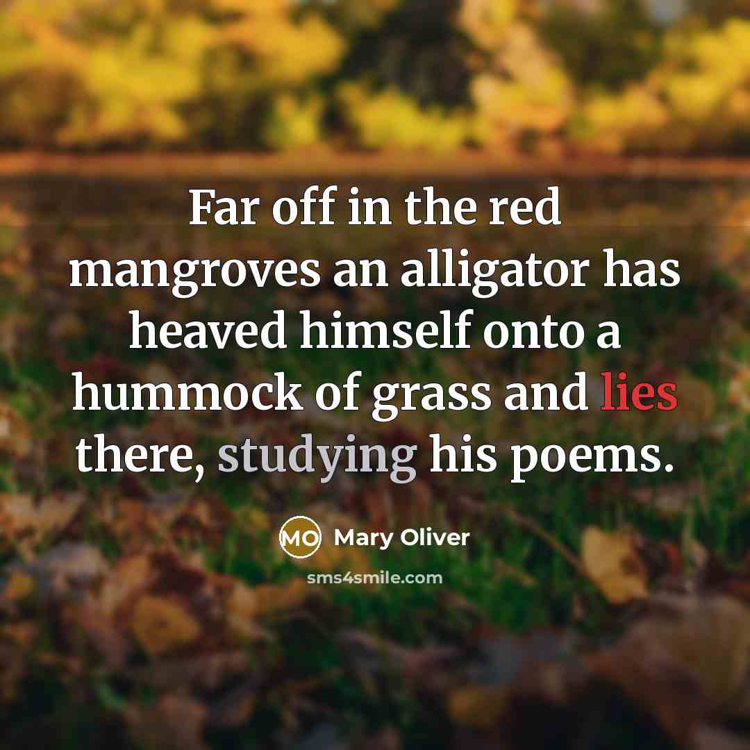 “Far off in the red mangroves an alligator has heaved himself onto a hummock of grass and lies there, studying his poems.” quote by Mary Oliver