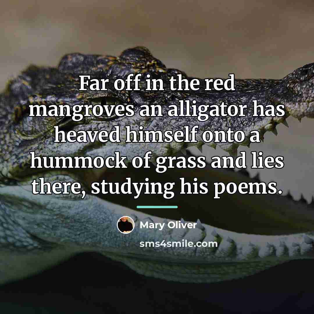“Far off in the red mangroves an alligator has heaved…” quote by Mary Oliver