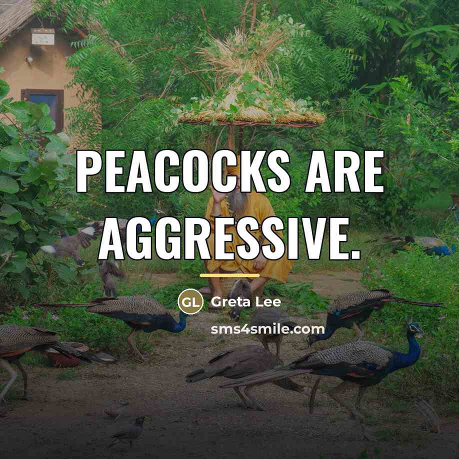 “Peacocks are aggressive.…” quote by Greta Lee