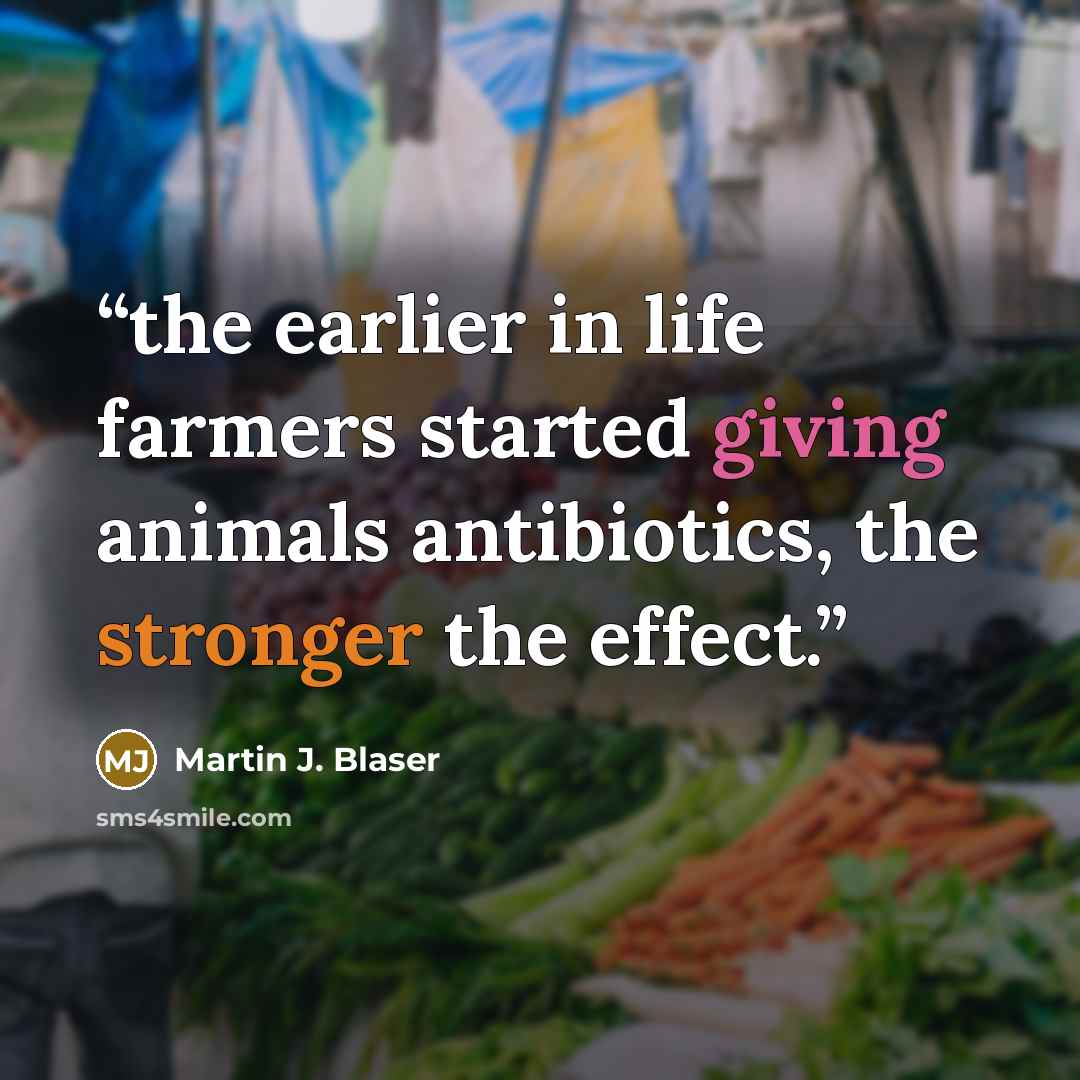 “the earlier in life farmers started giving animals antibiotics, the stronger the effect.” quote by Martin J. Blaser