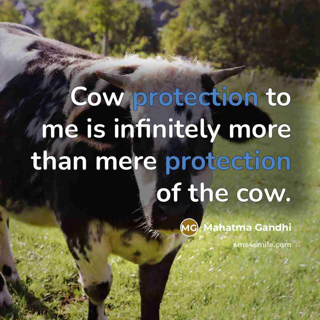 “Cow protection to me is infinitely more than mere protection…” quote by Mahatma Gandhi