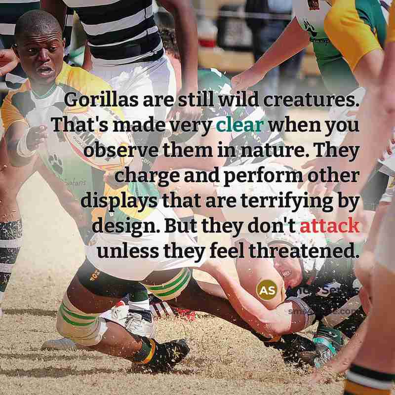 “Gorillas are still wild creatures. That's made very clear when you observe them in nature. They charge and perform other displays that are terrifying by design. But they don't attack unless they feel threatened.” quote by Andy Serkis
