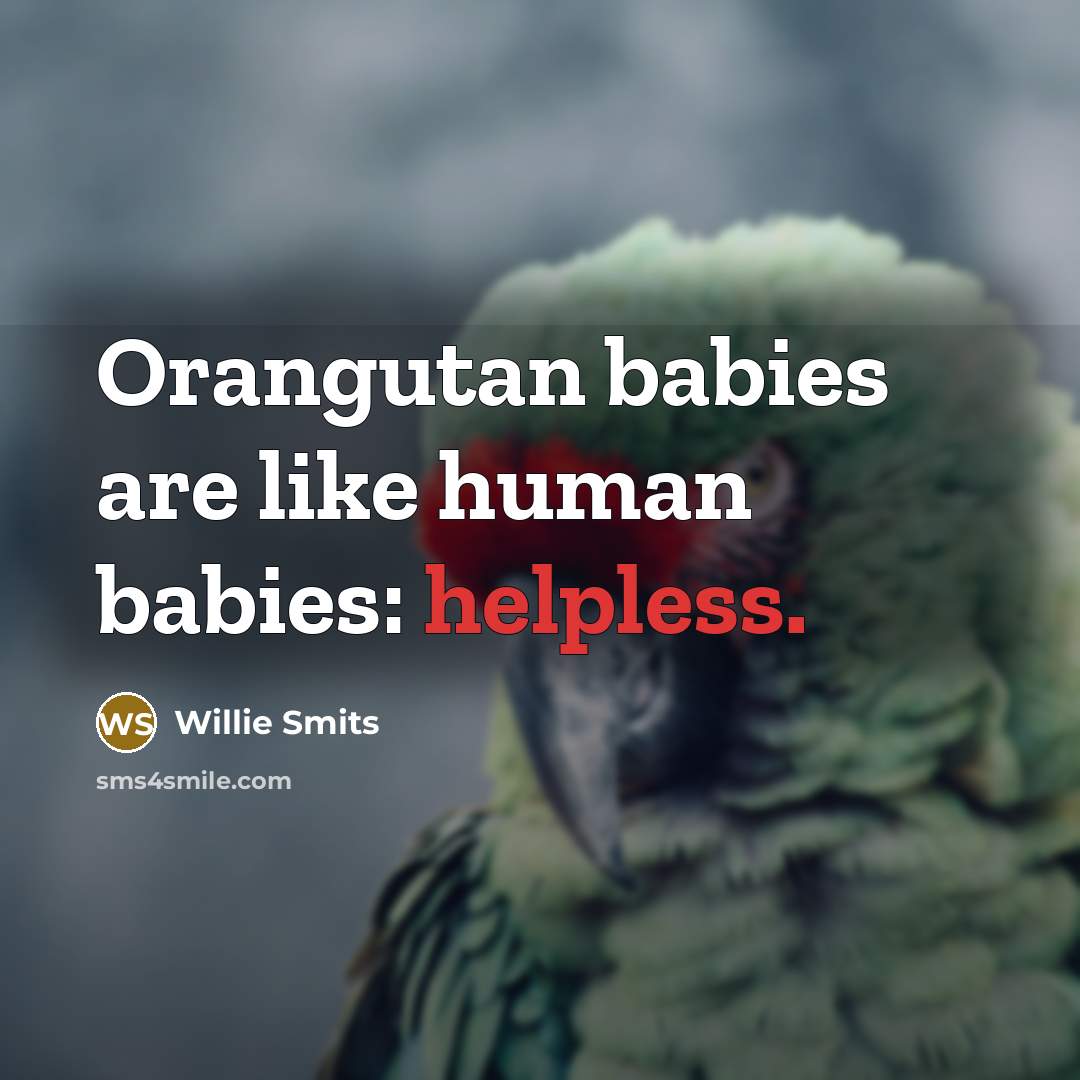 “Orangutan babies are like human babies: helpless.” quote by Willie Smits