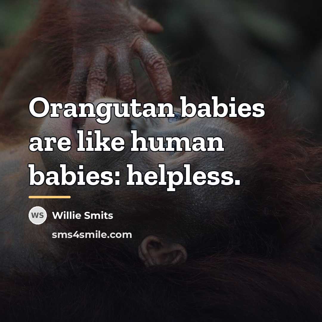 “Orangutan babies are like human babies: helpless.…” quote by Willie Smits