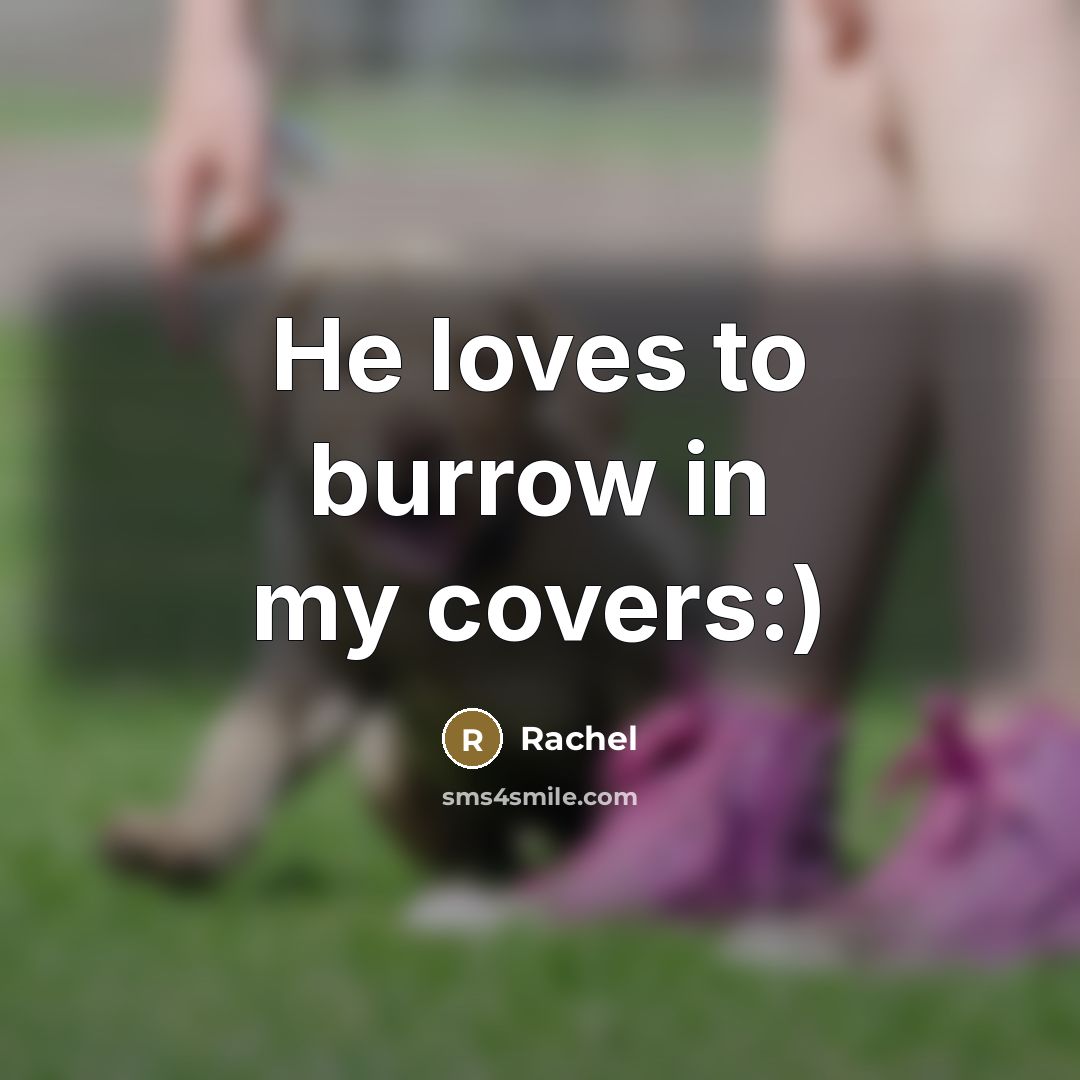“He loves to burrow in my covers:)…” quote by Rachel