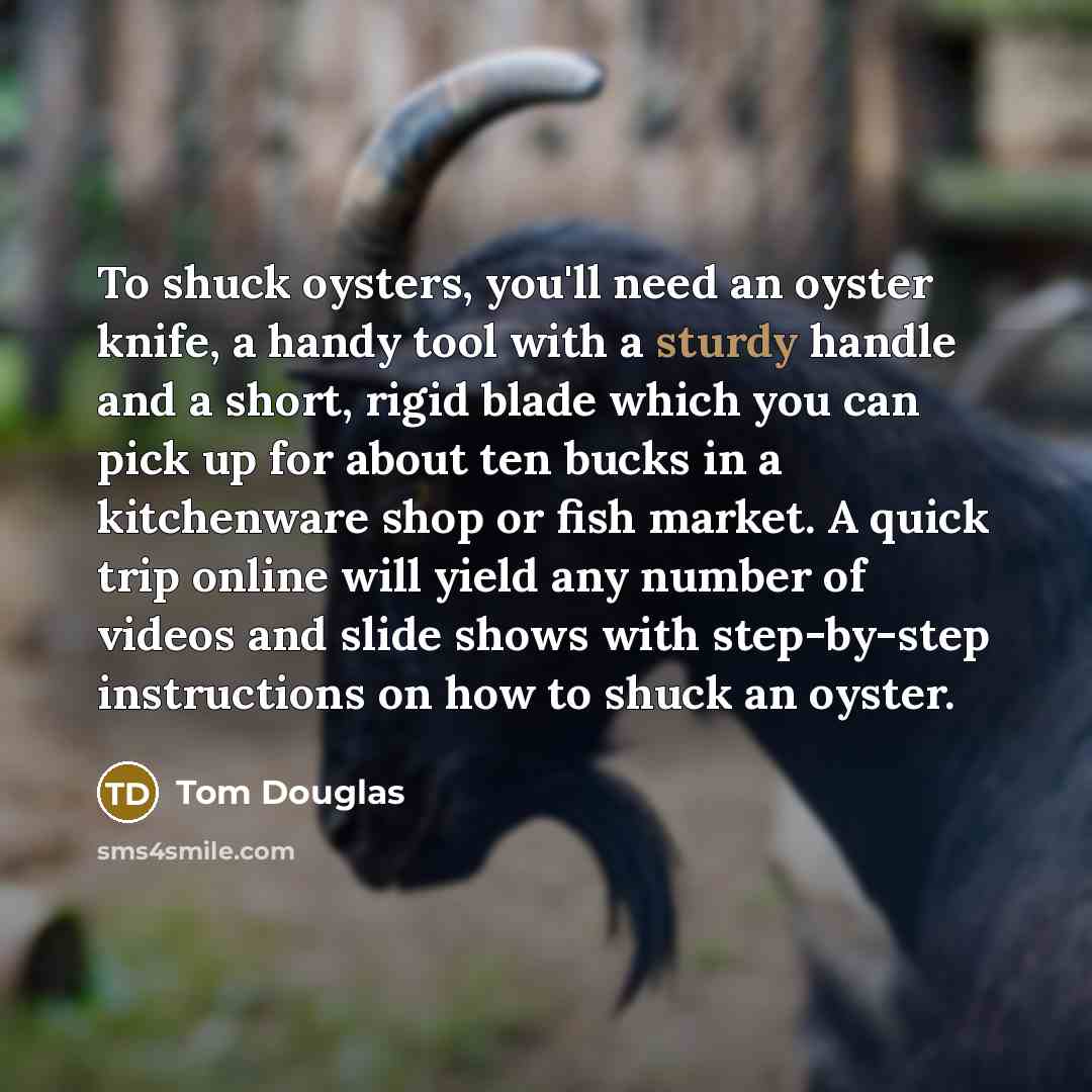 “To shuck oysters, you'll need an oyster knife, a handy…” quote by Tom Douglas