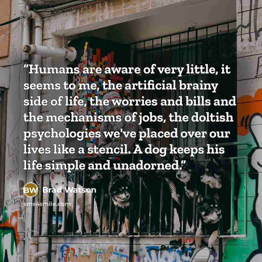 “Humans are aware of very little, it seems to me, the artificial brainy side of life, the worries and bills and the mechanisms of jobs, the doltish psychologies we've placed over our lives like a stencil. A dog keeps his life simple and unadorned.” quote by Brad Watson