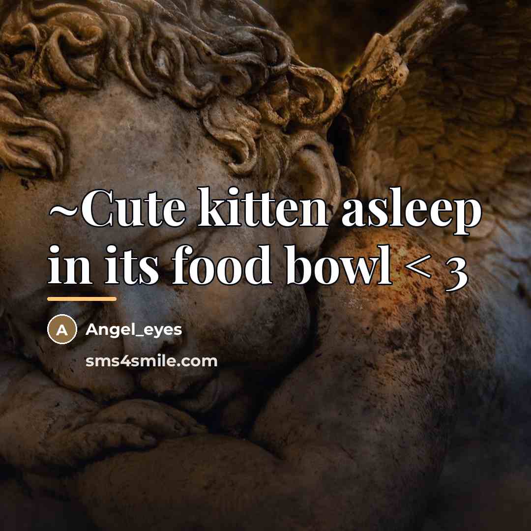 “~Cute kitten asleep in its food bowl < 3…” quote by Angel_eyes