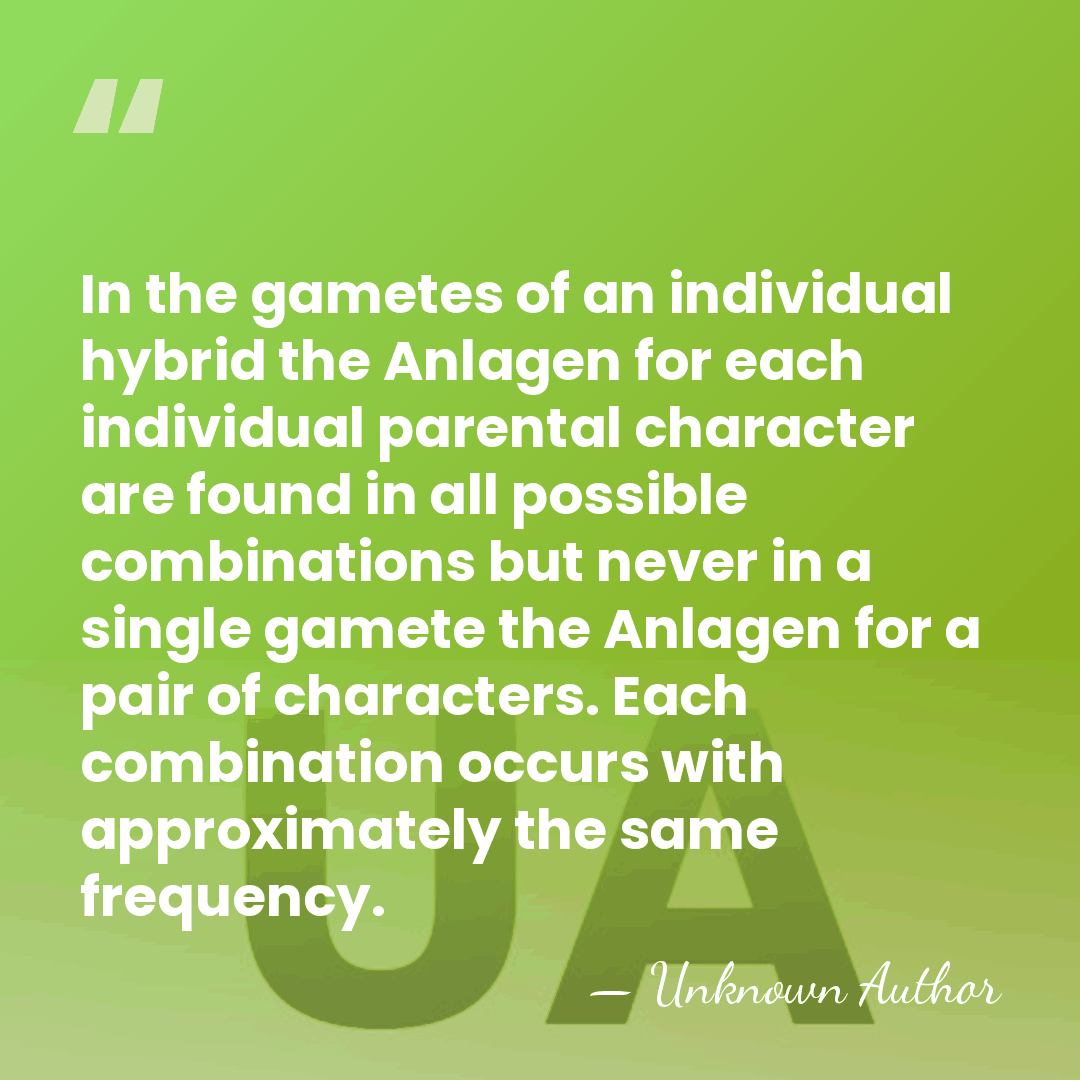 In the gametes of an individual hybrid the Anlagen for each individual&hellip; - Carl Correns