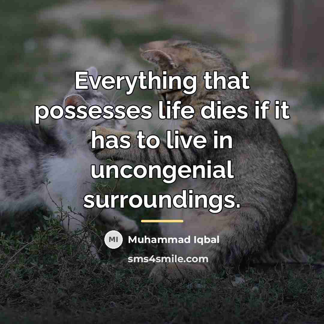 “Everything that possesses life dies if it has to live…” quote by Muhammad Iqbal