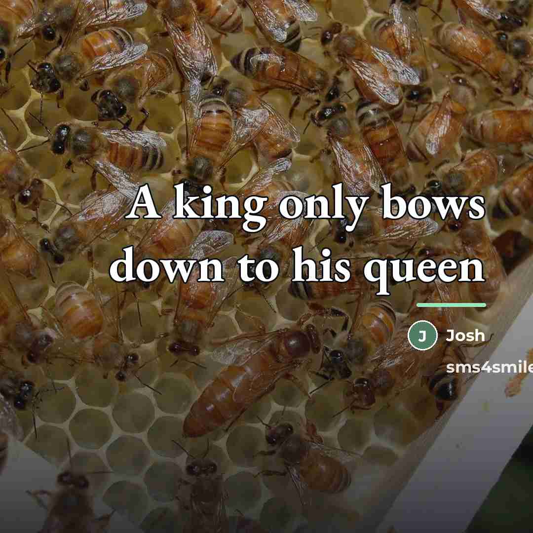 “A king only bows down to his queen…” quote by Josh