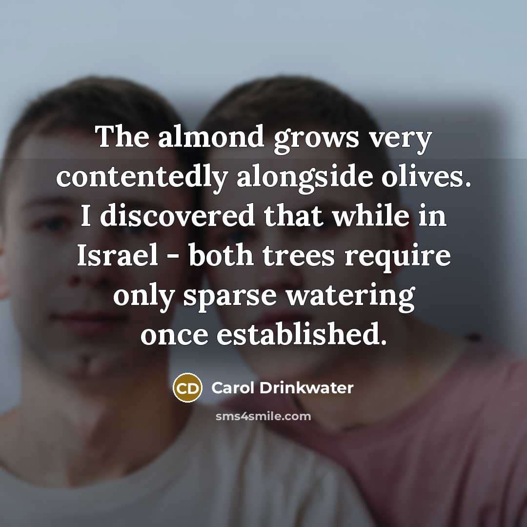 “The almond grows very contentedly alongside olives. I discovered that…” quote by Carol Drinkwater