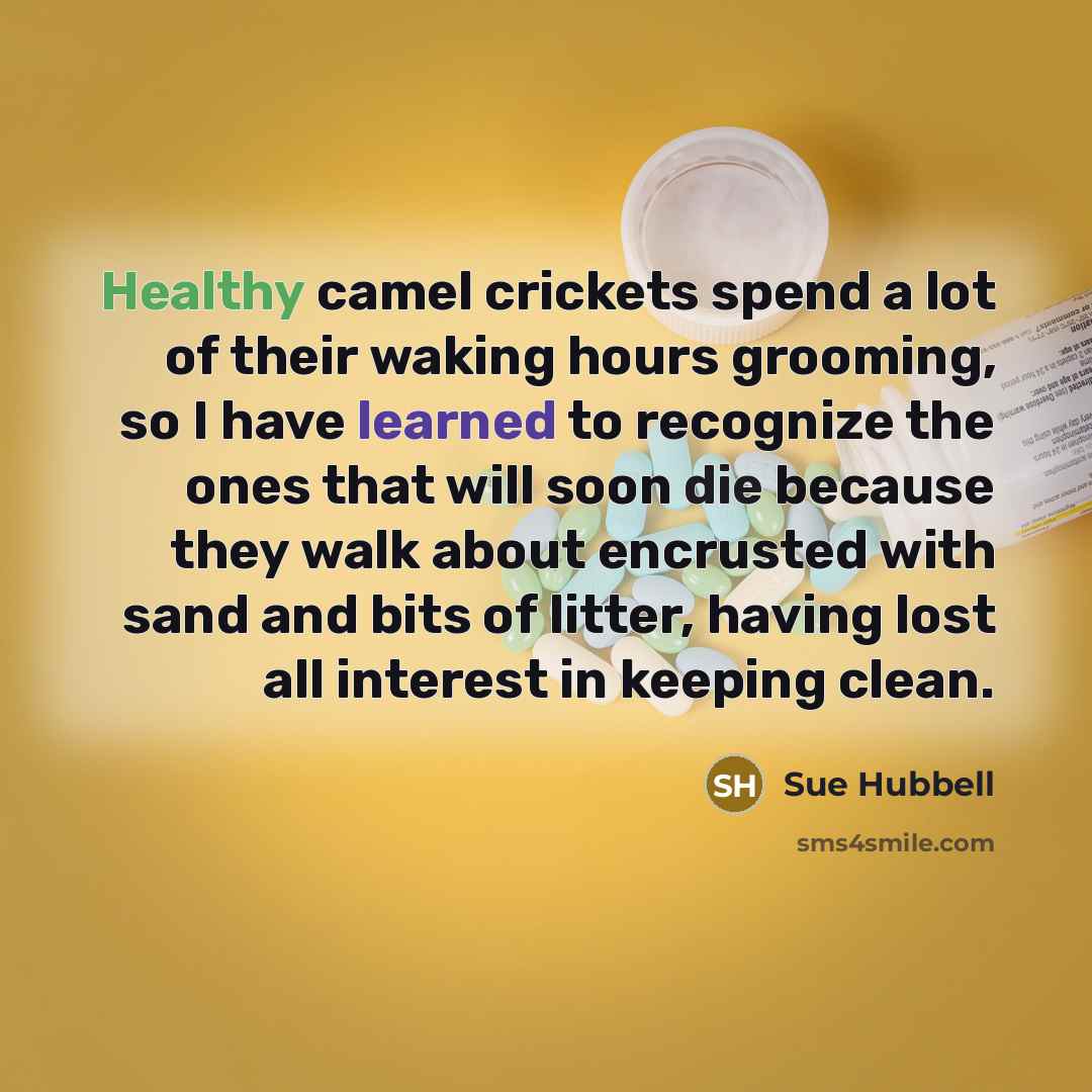 “Healthy camel crickets spend a lot of their waking hours grooming, so I have learned to recognize the ones that will soon die because they walk about encrusted with sand and bits of litter, having lost all interest in keeping clean.” quote by Sue Hubbell