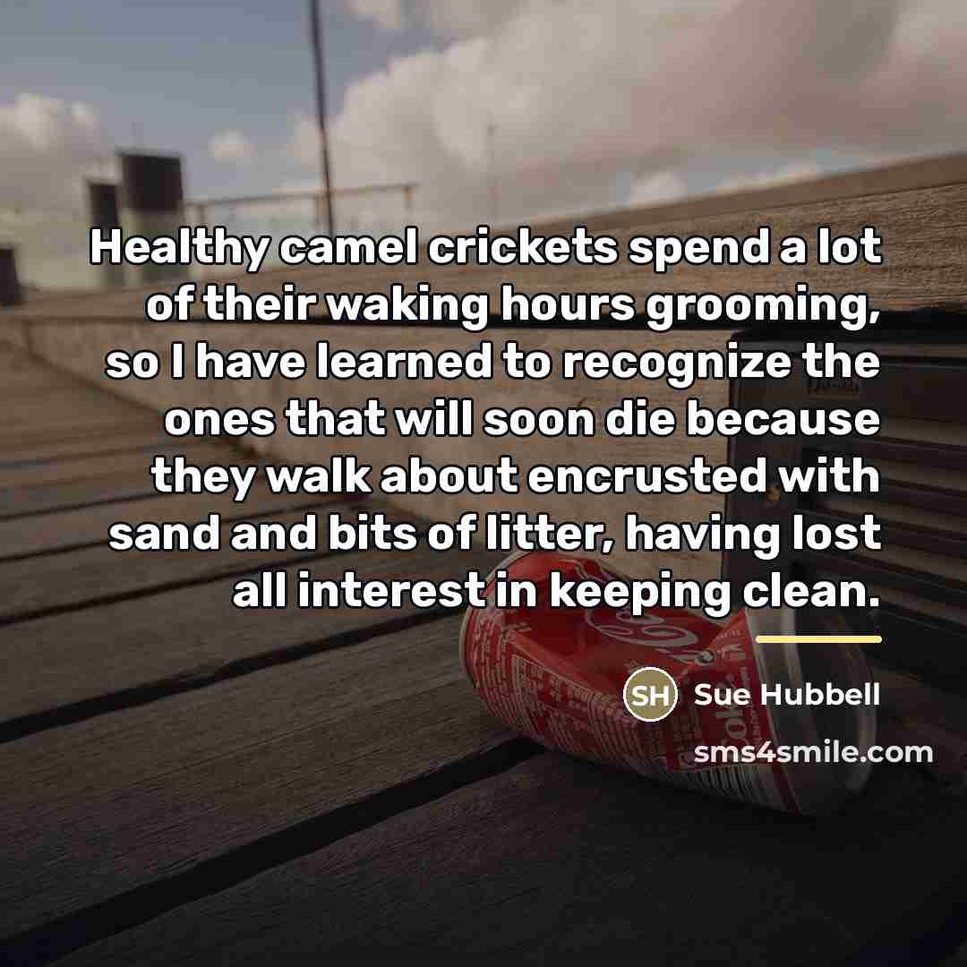 “Healthy camel crickets spend a lot of their waking hours…” quote by Sue Hubbell