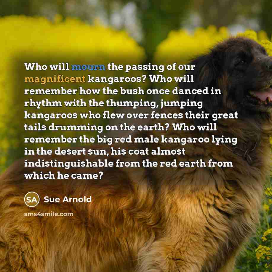 “Who will mourn the passing of our magnificent kangaroos? Who…” quote by Sue Arnold