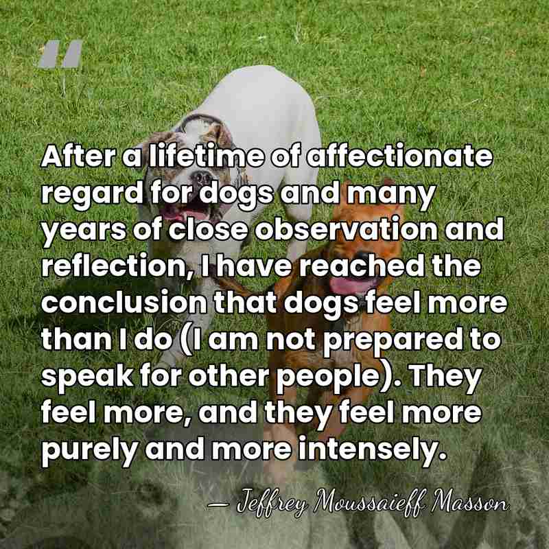 After a lifetime of affectionate regard for dogs and many years of&hellip; - Jeffrey Moussaieff Masson