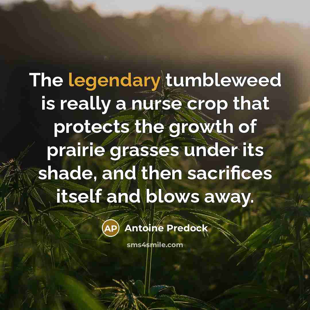 “The legendary tumbleweed is really a nurse crop that protects…” quote by Antoine Predock