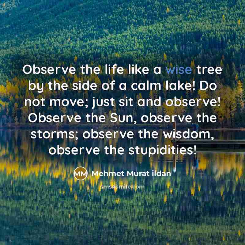 “Observe the life like a wise tree by the side…” quote by Mehmet Murat Ildan