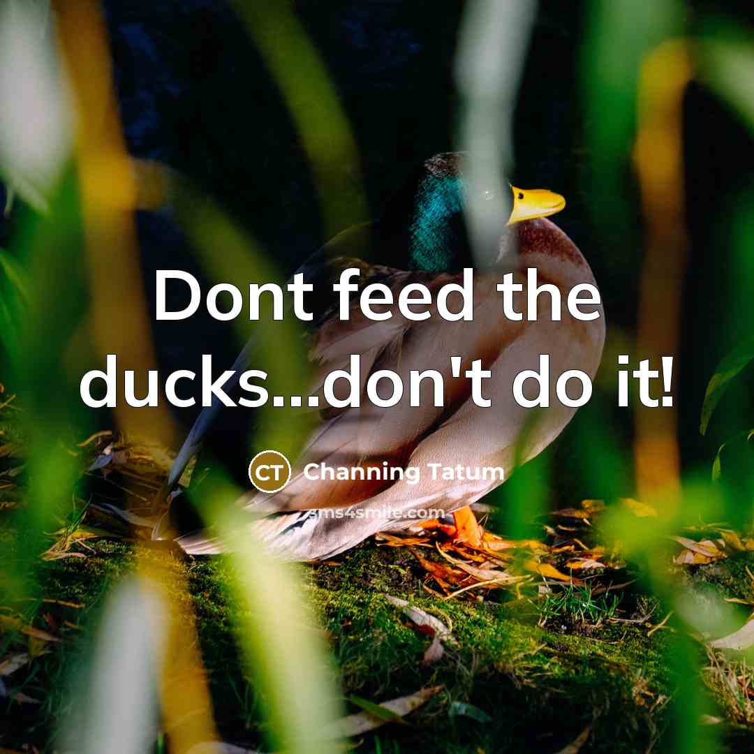 “Dont feed the ducks...don't do it!…” quote by Channing Tatum