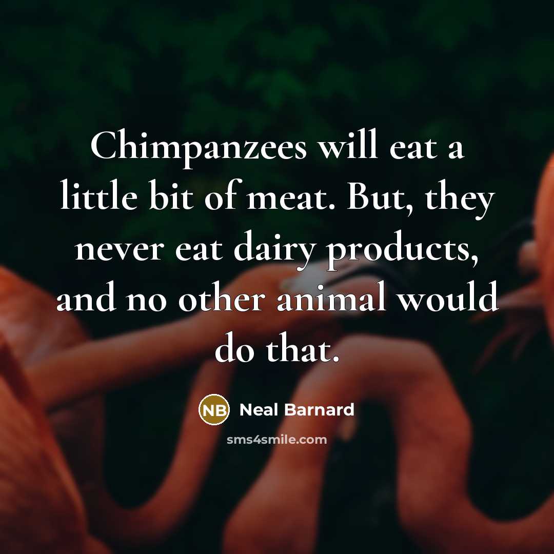 “Chimpanzees will eat a little bit of meat. But, they…” quote by Neal Barnard