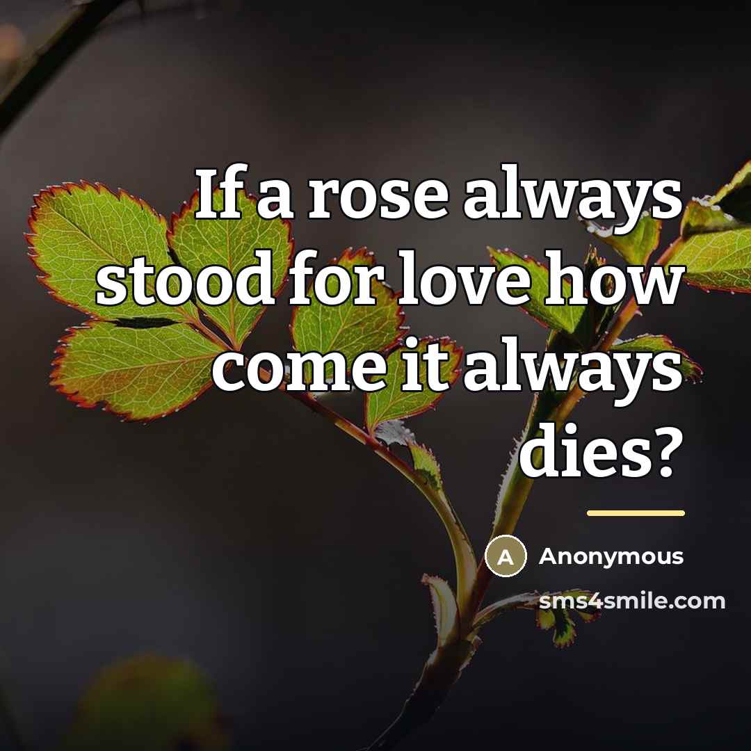 “If a rose always stood for love how come it…” quote by Anonymous
