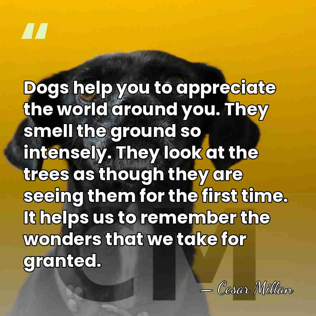 Dogs help you to appreciate the world around you. They smell the&hellip; - Cesar Millan