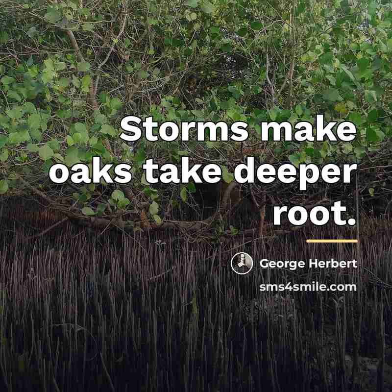 “Storms make oaks take deeper root.…” quote by George Herbert
