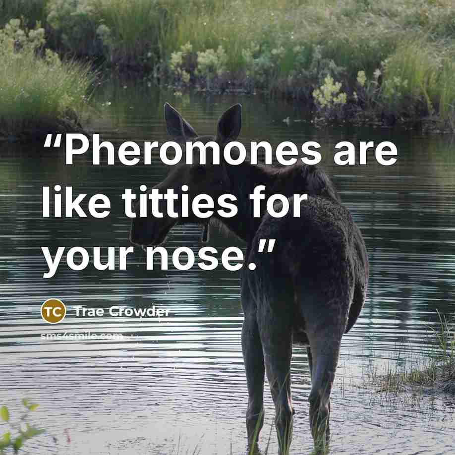 “Pheromones are like titties for your nose.” quote by Trae Crowder