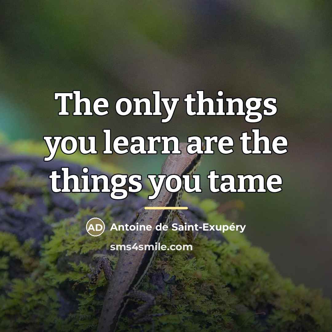 “The only things you learn are the things you tame…” quote by Antoine de Saint-Exupery