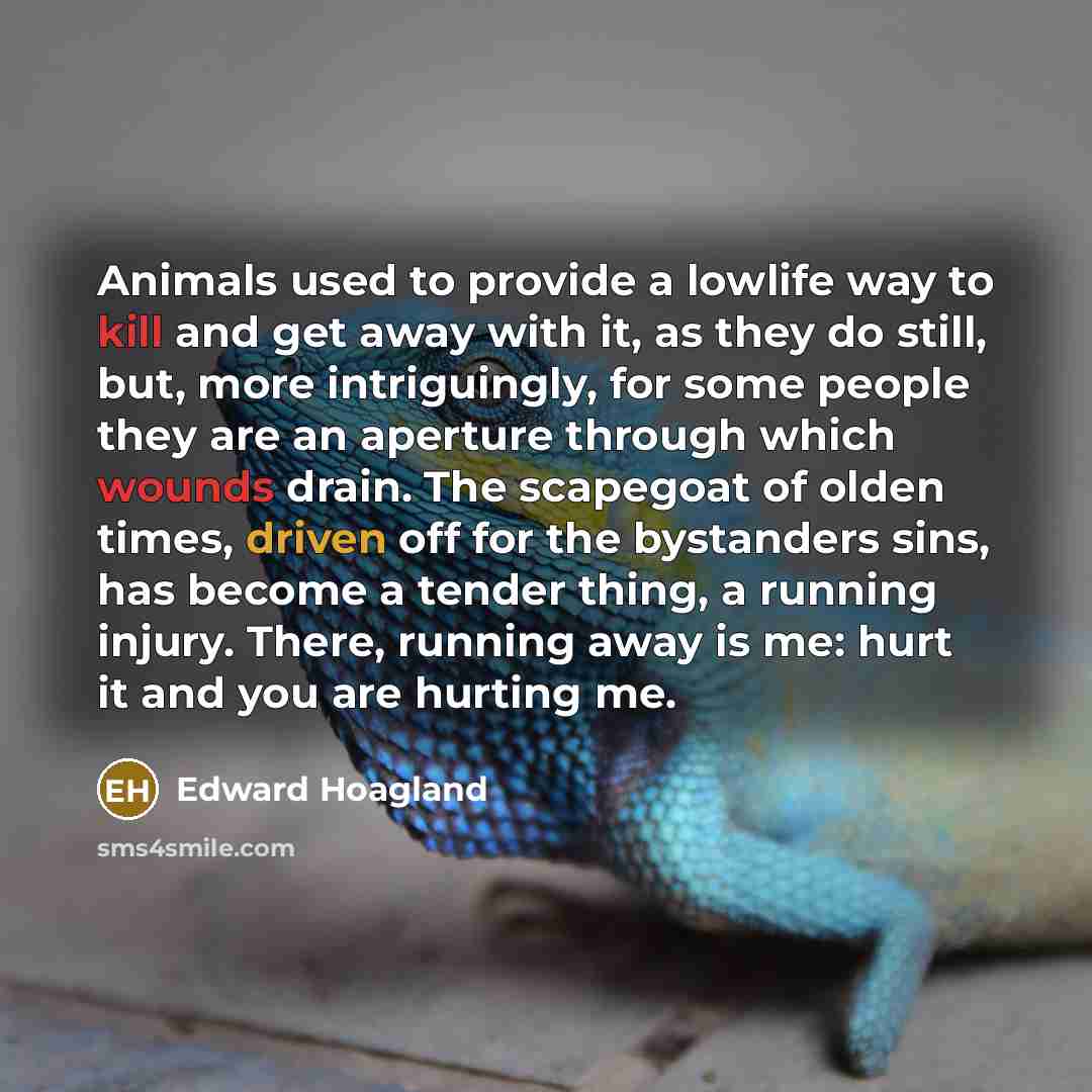 “Animals used to provide a lowlife way to kill and…” quote by Edward Hoagland