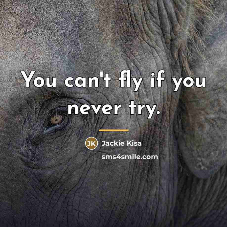 “You can't fly if you never try.…” quote by Jackie Kisa