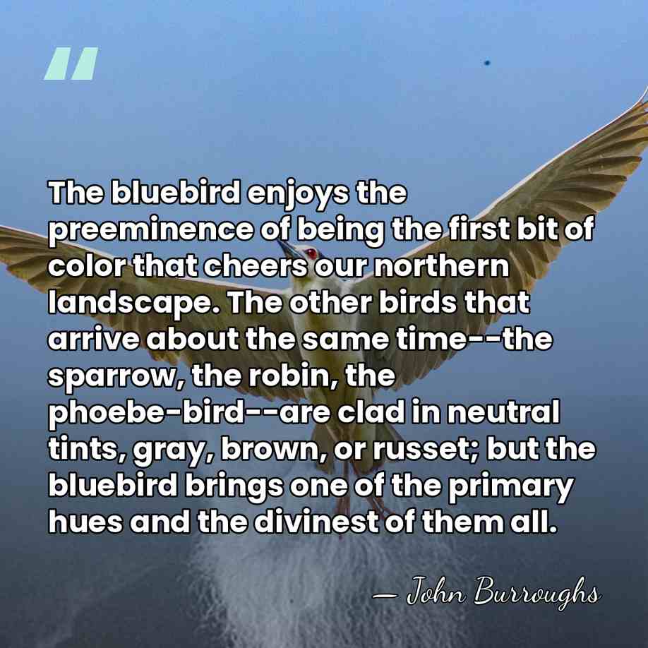 The bluebird enjoys the preeminence of being the first bit of color&hellip; - John Burroughs