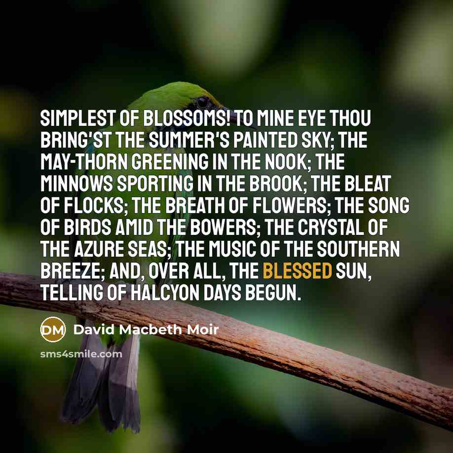 “Simplest of blossoms! To mine eye Thou bring'st the summer's…” quote by David Macbeth Moir