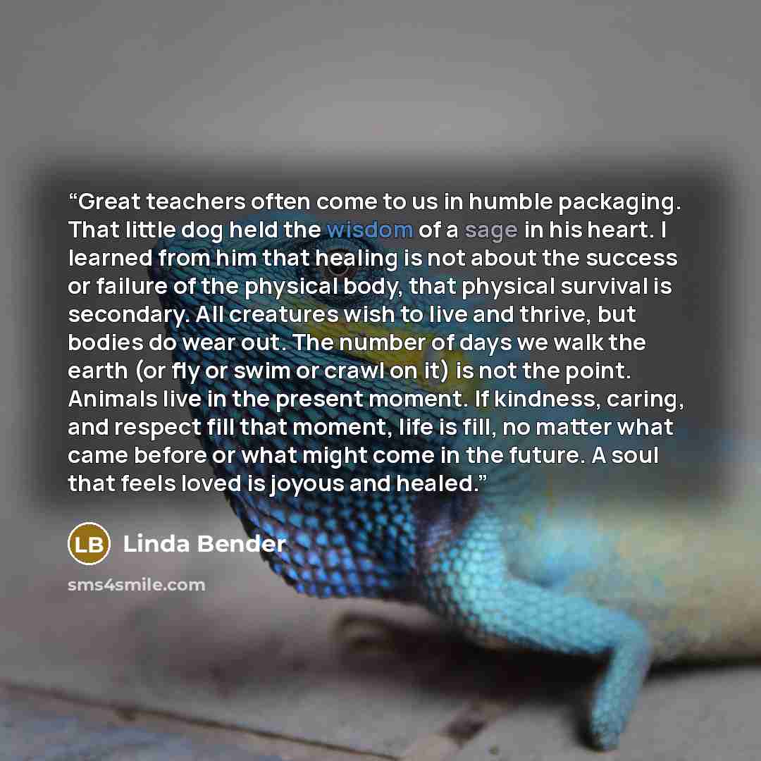 “Great teachers often come to us in humble packaging. That little dog held the wisdom of a sage in his heart. I learned from him that healing is not about the success or failure of the physical body, that physical survival is secondary. All creatures wish to live and thrive, but bodies do wear out…” quote by Linda Bender