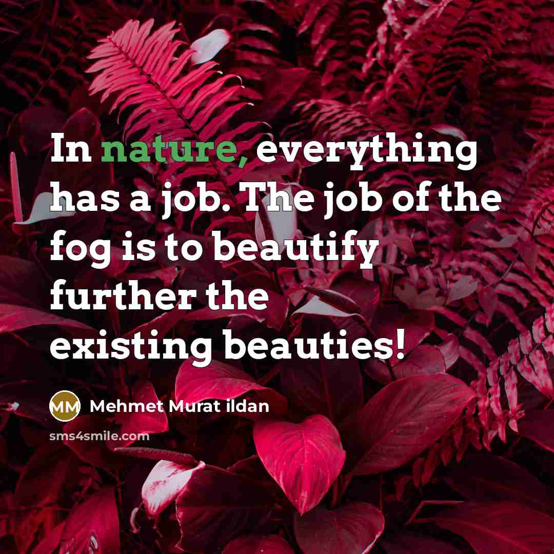 “In nature, everything has a job. The job of the…” quote by Mehmet Murat Ildan