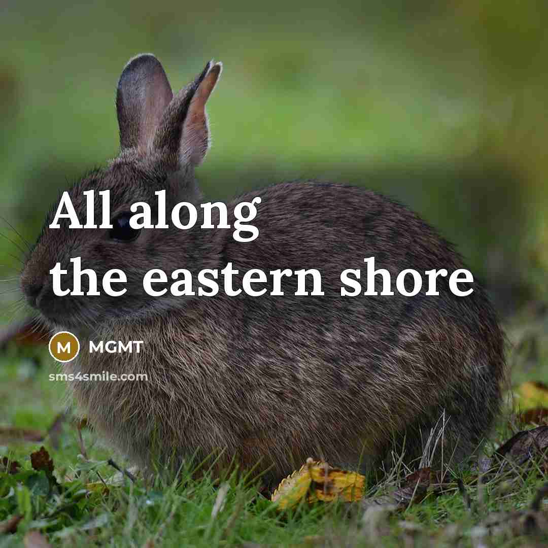 “All along the eastern shore…” quote by MGMT