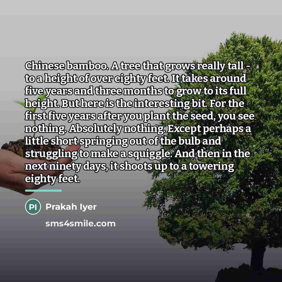 “Chinese bamboo. A tree that grows really tall - to…” quote by Prakah Iyer