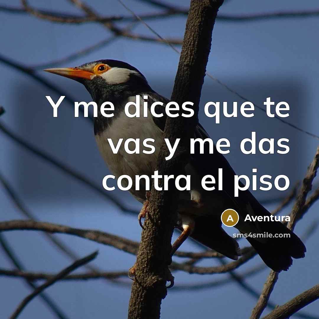 “Y me dices que te vas y me das contra el piso” quote by Aventura