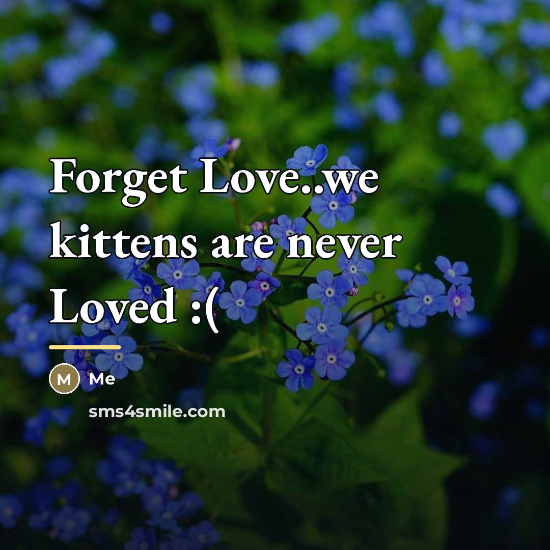 “Forget Love..we kittens are never Loved :(…” quote by Me