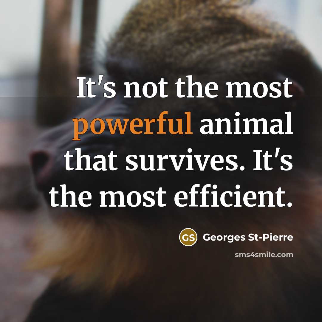 “It's not the most powerful animal that survives. It's the…” quote by Georges St-Pierre