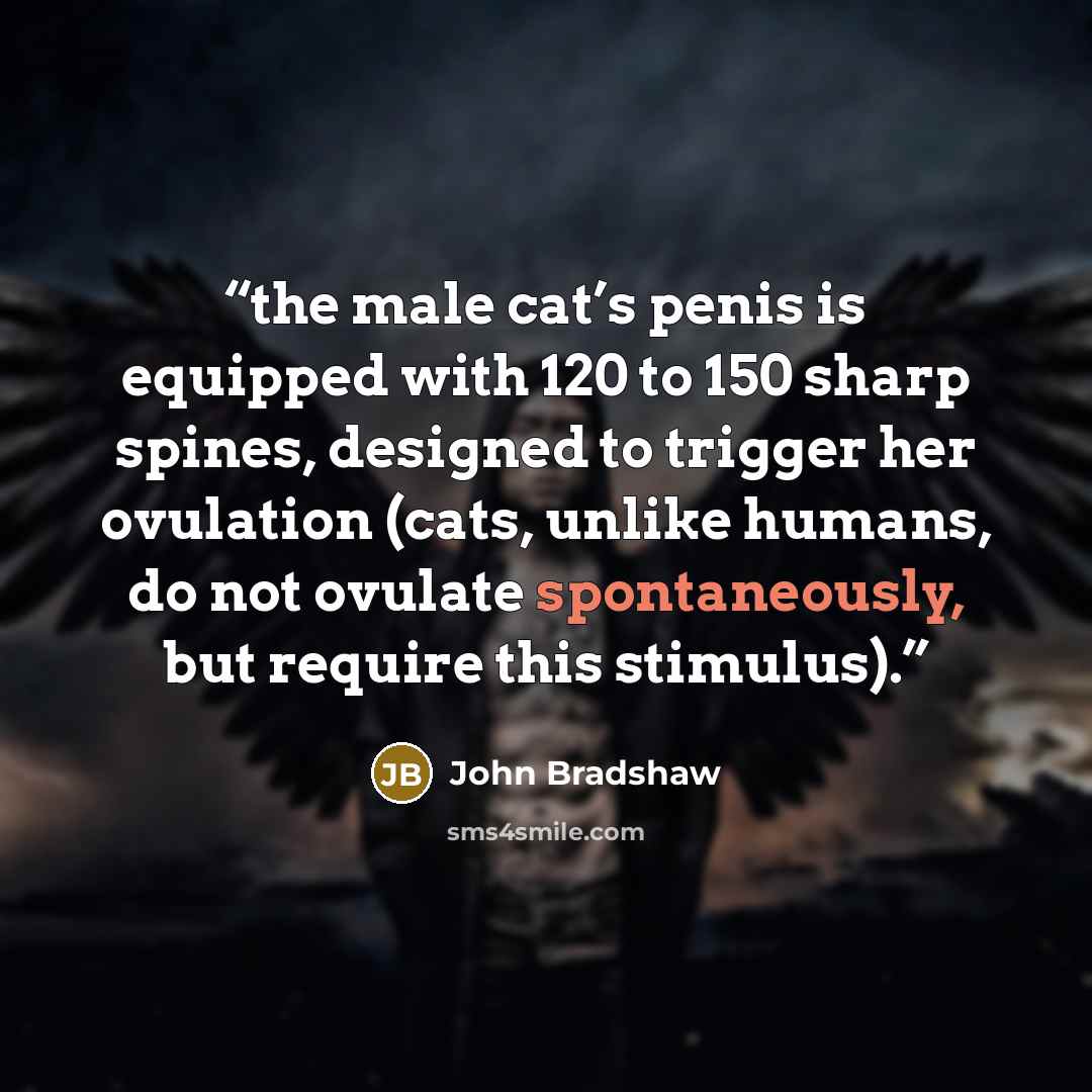 “the male cat’s penis is equipped with 120 to 150 sharp spines, designed to trigger her ovulation (cats, unlike humans, do not ovulate spontaneously, but require this stimulus).” quote by John Bradshaw