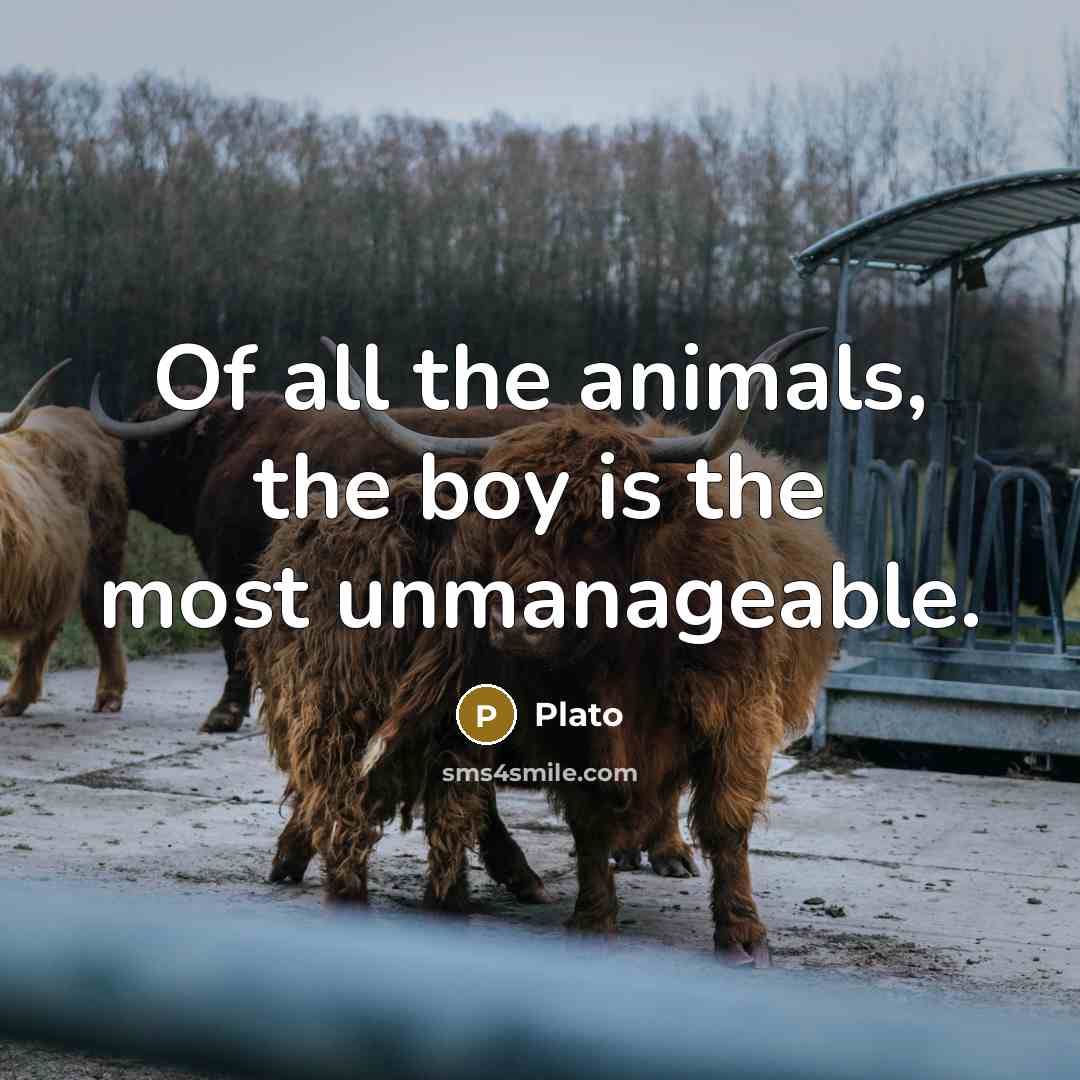 “Of all the animals, the boy is the most unmanageable.…” quote by Plato