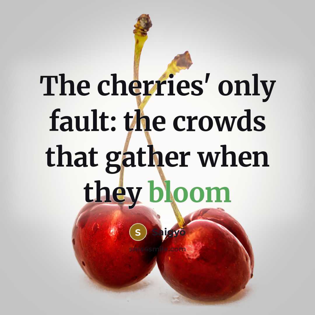 “The cherries' only fault: the crowds that gather when they…” quote by Saigyō