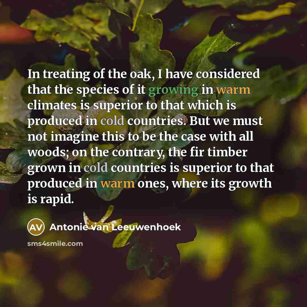 “In treating of the oak, I have considered that the…” quote by Antonie van Leeuwenhoek