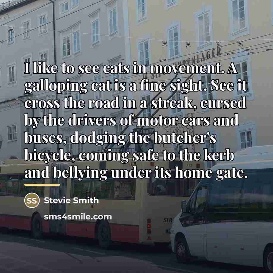 “I like to see cats in movement. A galloping cat…” quote by Stevie Smith