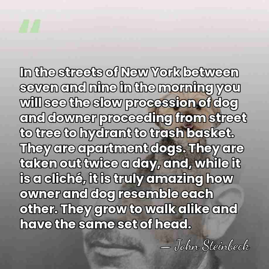 In the streets of New York between seven and nine in the&hellip; - John Steinbeck